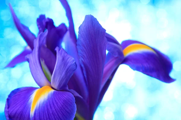 Fiori di iride blu — Foto Stock