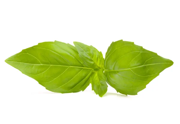 Sweet basil leaves — Stock Photo, Image