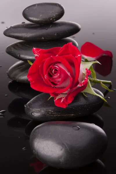Pedras de spa e rosa flor — Fotografia de Stock
