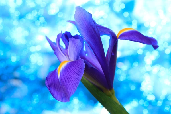 Kaunis sininen iiris kukkia — kuvapankkivalokuva