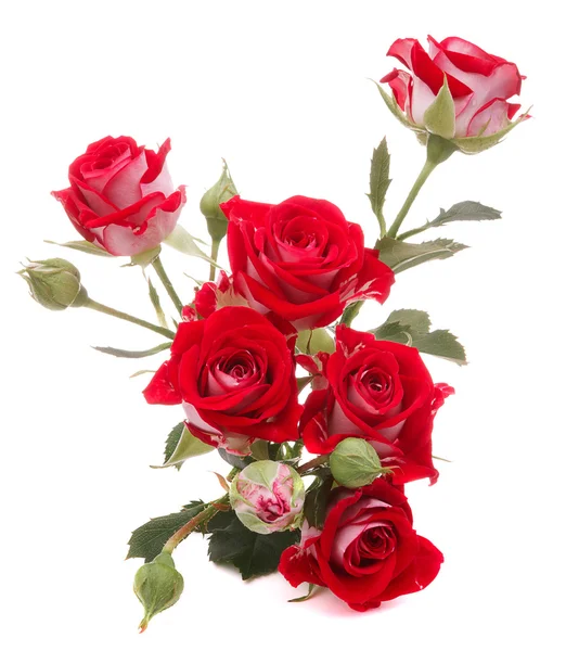 Rote Rose Blumenstrauß — Stockfoto