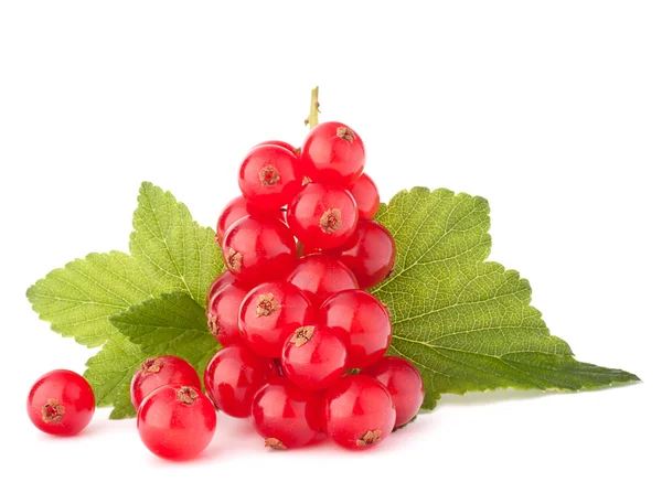 Ribes rosso e foglie verdi — Foto Stock