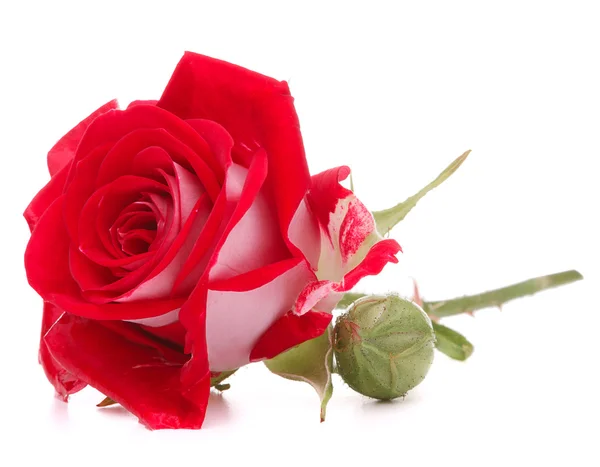 Czerwona róża głowa kwiat — Zdjęcie stockowe