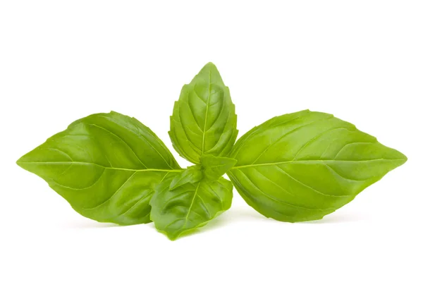 Sweet basil leaves — Stock Photo, Image