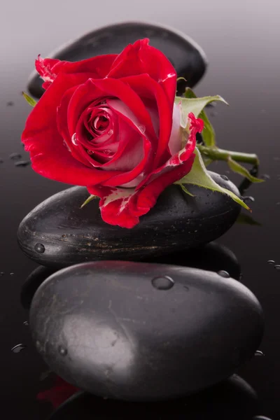 Spa stone and rose flowers — Stock Photo, Image