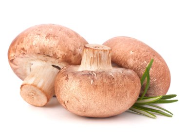 champignon mantarları