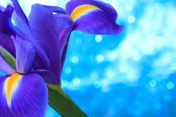 Iris flower — Stock Photo, Image