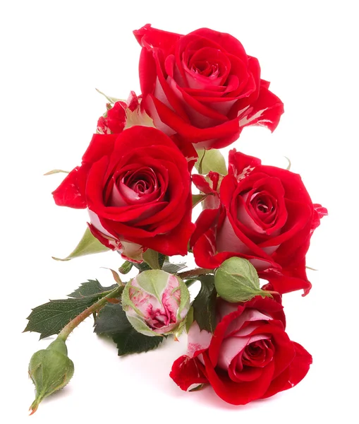 Flores de rosa roja — Foto de Stock