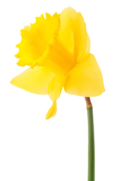 Kwiat żonkila — Zdjęcie stockowe