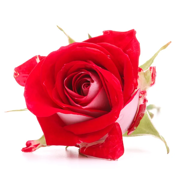 Rosa roja flor — Foto de Stock