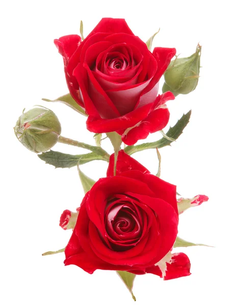 Červené květy růže — Stock fotografie
