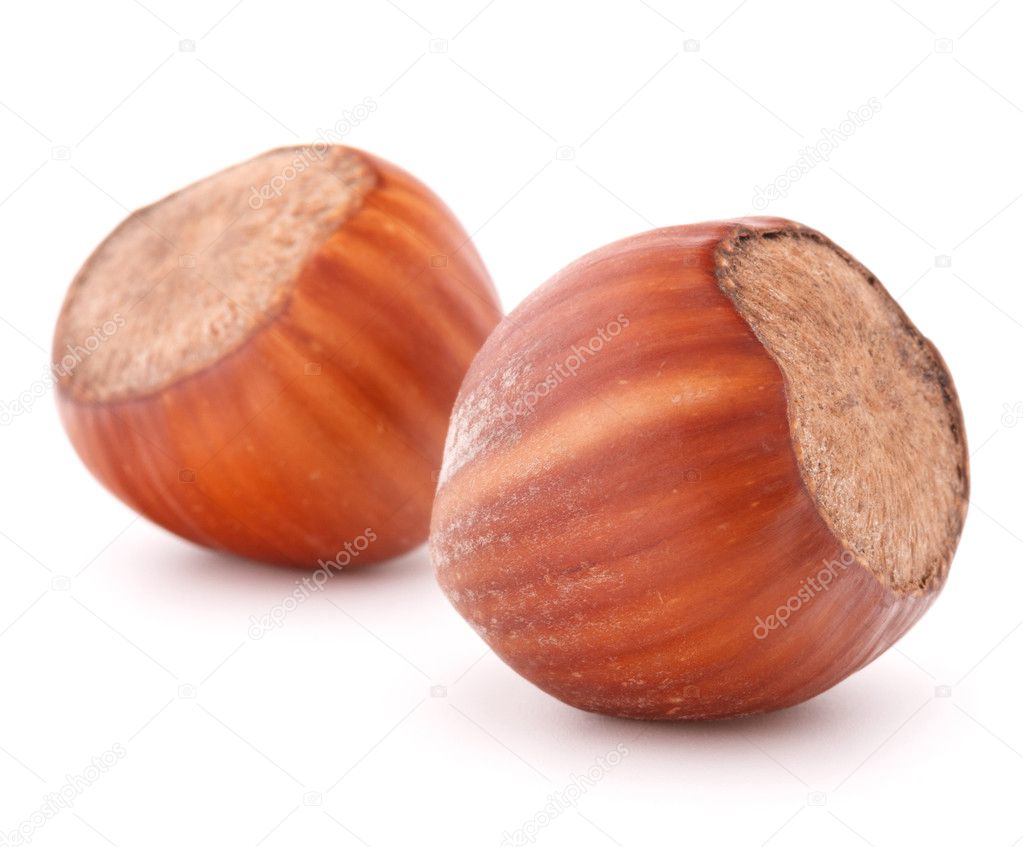 Hazelnuts or filbert nuts