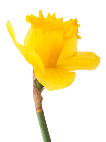 Daffodil flor ou narciso — Fotografia de Stock