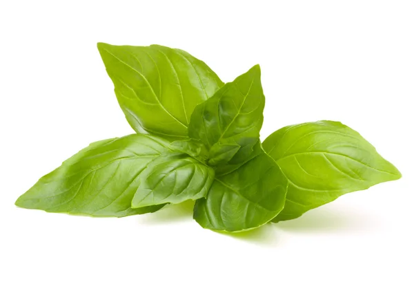 Sweet basil leaves — Stock Photo, Image