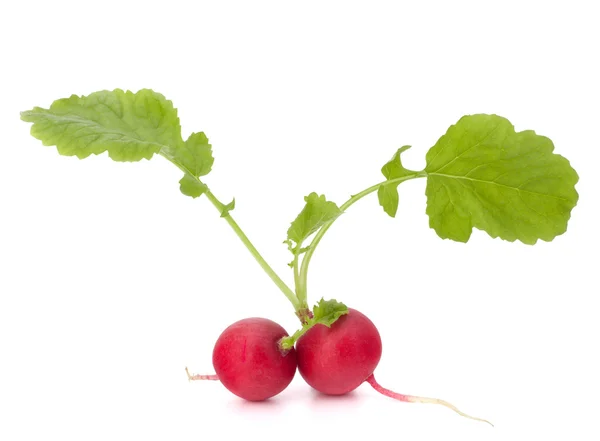 Small garden radish — Stock Photo, Image