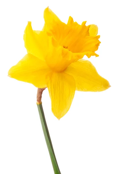 Flor de narciso —  Fotos de Stock