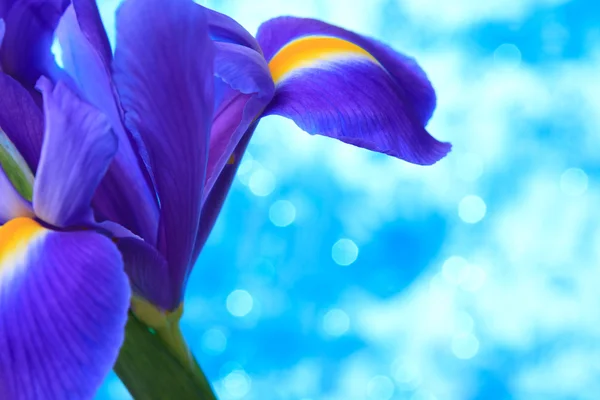 Blaue Irisblüten — Stockfoto