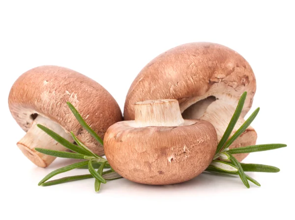 Braune Champignon-Pilze und Rosmarin — Stockfoto
