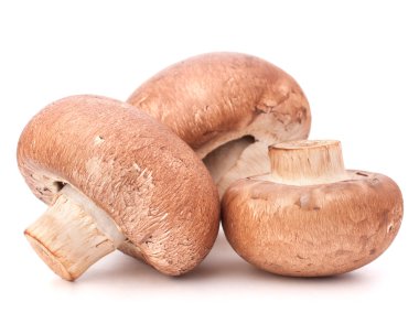 kahverengi champignon mantar