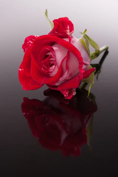 Roze bloem met reflectie — Stockfoto