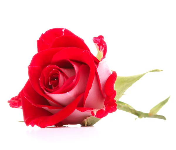 Cabeza de flor rosa roja — Foto de Stock