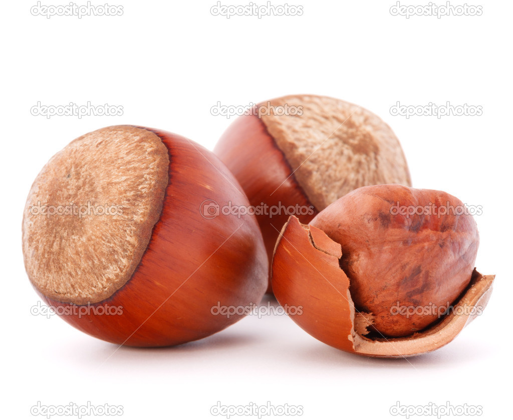 Hazelnuts or filbert nuts