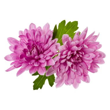 beyaz arka plan closeup izole yeşil yaprakları ile iki krizantem çiçek başları. Bahçe çiçeği, gölge yok, üst görünüm, düz yatıyordu.