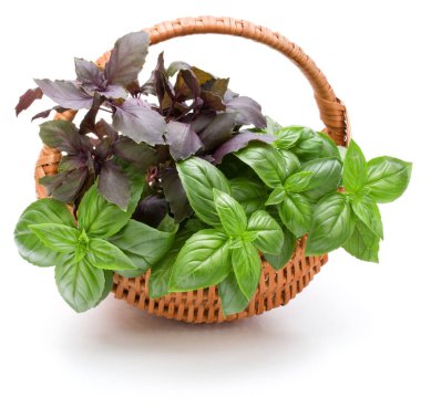 Fesleğen bitki yaprakları grup beyaz arka plan kesme izole hasır sepet içinde