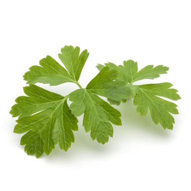 Beyaz arka planda taze maydanoz yaprakları