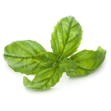 Beyaz arka planda izole edilmiş taze yeşil fesleğen yapraklarından yakın çekim. Tatlı Genovese fesleğeni.