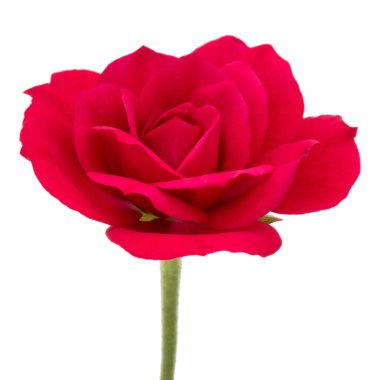 çiçek baş beyaz arka plan kesme izole bir kırmızı gül