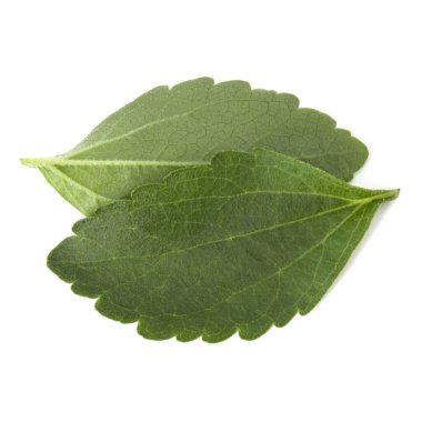 Stevia adet izole om beyaz arka plan kesip bırakır.