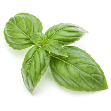 Beyaz arka planda izole edilmiş taze yeşil fesleğen yapraklarından yakın çekim. Tatlı Genovese fesleğeni.