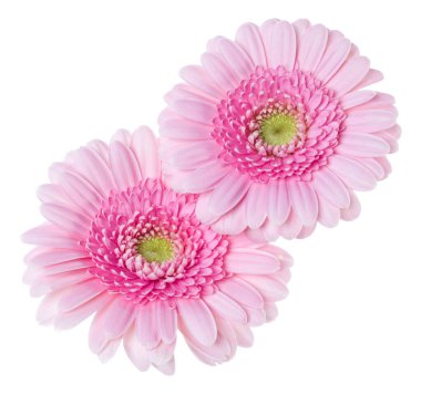 Beyaz arka plan closeup izole iki pembe lale çiçekler buket. Çiçekler havada, gölgesiz sallar. Üst görünüm, düz yatıyordu.