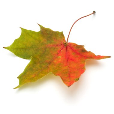 renkli sonbahar akçaağaç yaprağı üzerinde beyaz izole