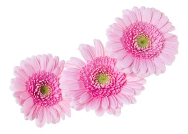 Beyaz arka plan closeup izole üç pembe gerbera çiçek kafaları. Gerbera havada, gölgesiz. Üst görünüm, düz yatıyordu.