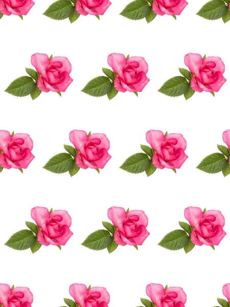 Eine Rosa Rosenblüte Mit Isolierten Blättern Auf Weißem Hintergrund Florales — Stockfoto