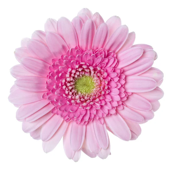 ピンクのガーベラの花の頭は 白い背景のクローズアップに隔離されています 影のないガーベラトップビュー フラットレイ — ストック写真
