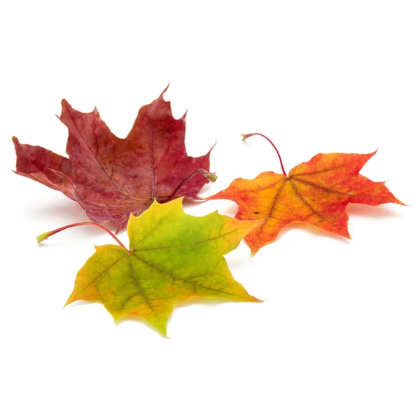 Красочный Осенний Кленовый Лист Белом Фоне — стоковое фото