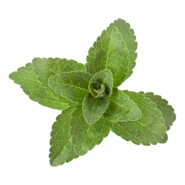 Stevia Bladeren Geïsoleerd Stukken Witte Achtergrond Uitgesneden — Stockfoto