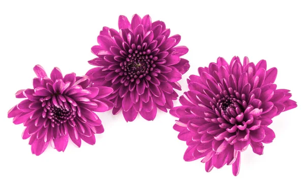 Flieder Chrysanthemen Blume Isoliert Auf Weißem Hintergrund — Stockfoto