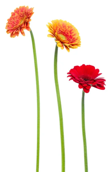 Drei Vertikale Gerbera Blüten Mit Langem Stiel Isoliert Über Weißem — Stockfoto