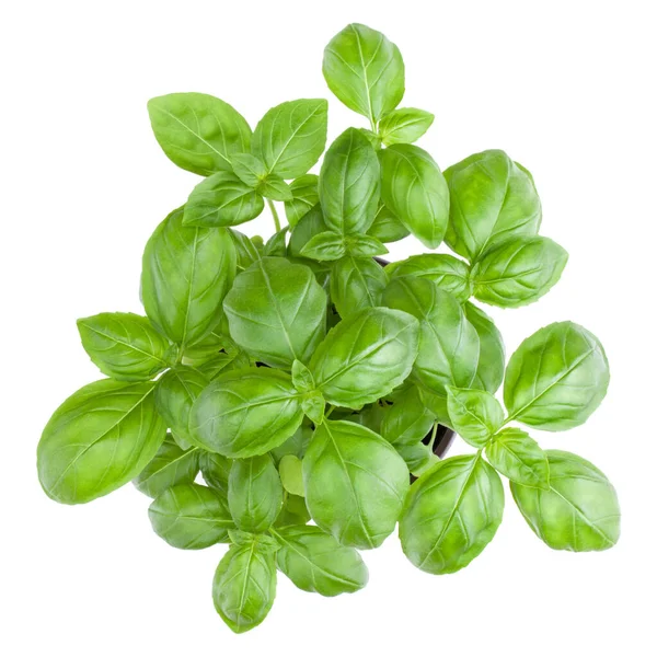 Fresh Sweet Genovese Basil Bouquet Isolated White Background Cutout Top — Stock Photo, Image