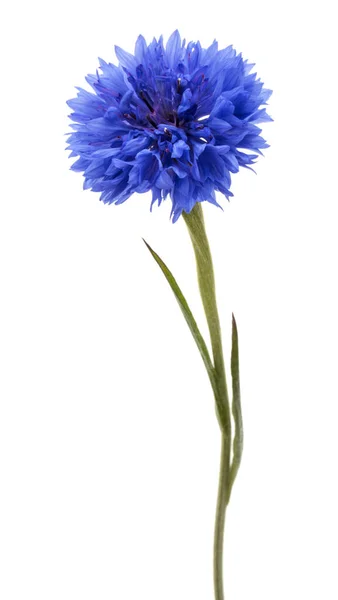 Azul Cornflower Herb Solteiro Botão Flor Cabeça Isolada Fundo Branco — Fotografia de Stock