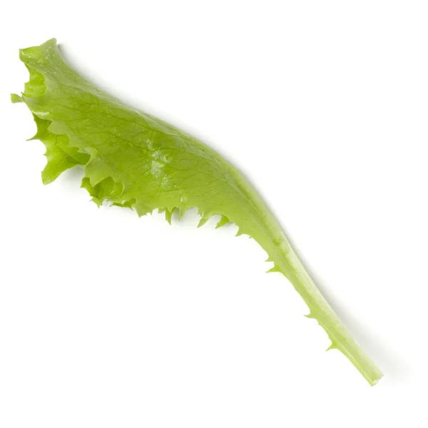 白い背景に分離レタスの葉サラダ トップビュー フラットレイ — ストック写真