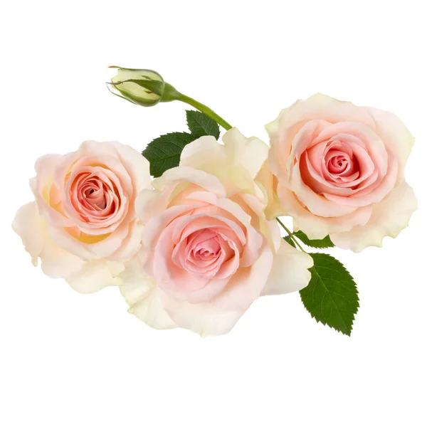 Three Pink Roses Isolated White Background Closeup Rose Flower Bouquet — Stock Photo, Image