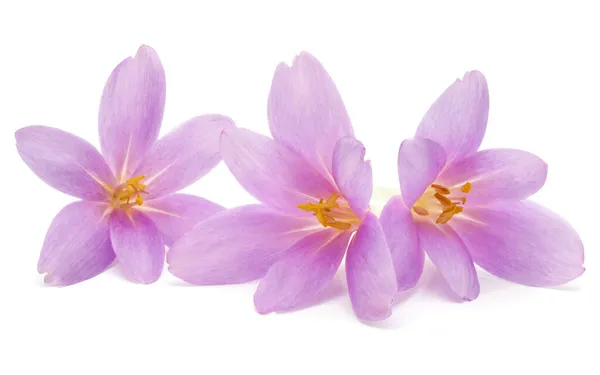 Lila Crocus Blommor Isolerad Vit Bakgrund Stockbild
