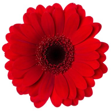 beyaz arka plan closeup izole kırmızı gerbera çiçek kafası. Gerbera havada, gölgesiz. Üst görünüm, düz yatıyordu.