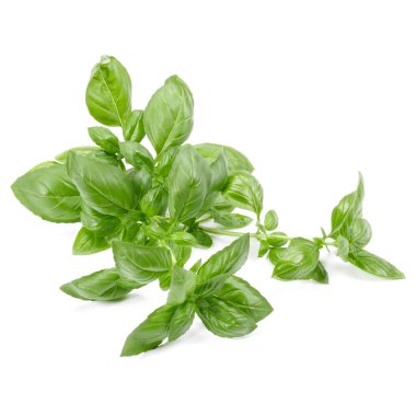 fesleğen bitki üzerinde izole beyaz arka plan bırakır. Cenova fesleğen yaprağı.