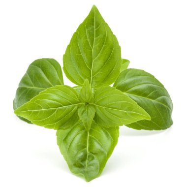 Beyaz arka planda izole edilmiş taze yeşil fesleğen yapraklarından yakın çekim. Tatlı Genovese fesleğeni.